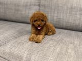 RED DİŞİ TOY POODLE YAVRUMUZ 