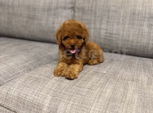 Red Dişi Toy Poodle Yavrumuz 