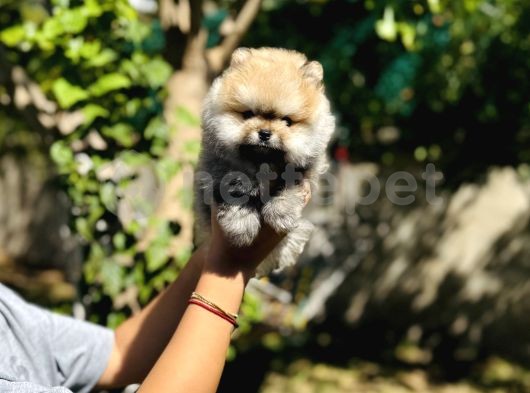 Üst Düzey Ayı Surat Pomeranian Boo 