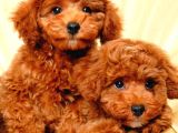 Mini boy puppy kıpkırmızı ev üretimi  TOOY POODLE 