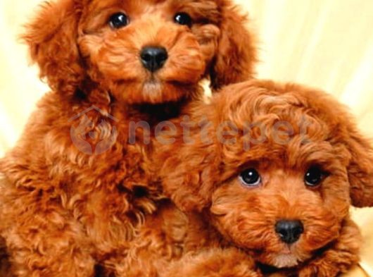 Mini Boy Puppy Kıpkırmızı Ev Üretimi  Tooy Poodle 