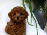 Mini boy puppy kıpkırmızı ev üretimi  TOOY POODLE 