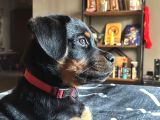 3 Aylık dişi safkan Rottweiler