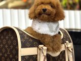 POODLE BEBEĞİMİZ A KALİTE