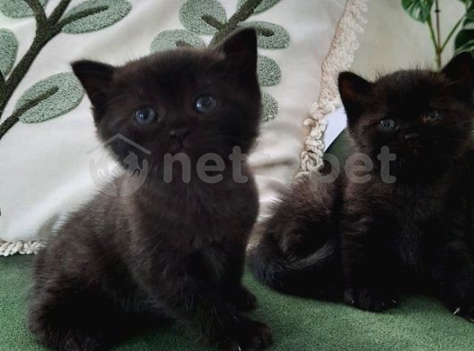 Yavru British Shorthair