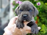 Cane Corso yavru