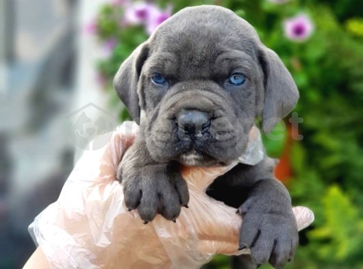 Cane Corso Yavru