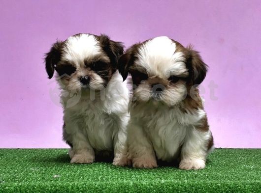 Shih Tzu Yavrusu 