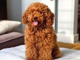 Mini boy puppy kıpkırmızı ev üretimi  TOOY POODLE 