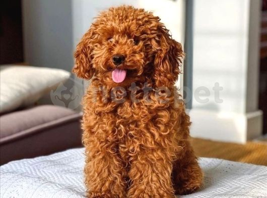 Mini Boy Puppy Kıpkırmızı Ev Üretimi  Tooy Poodle 