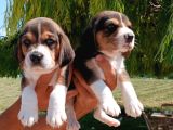 Beagle Yavrular teslime hazır 