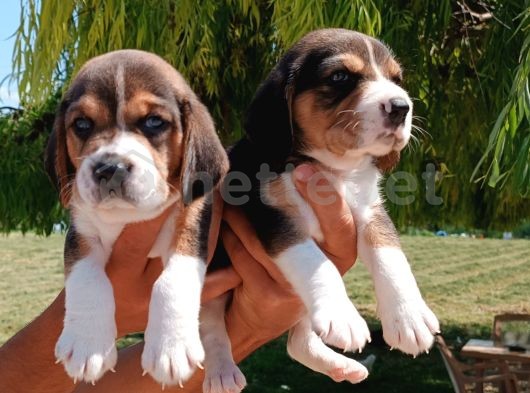 Beagle Yavrular Teslime Hazır 