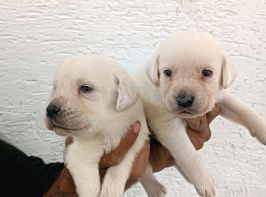 Siyah Ve Şampanya Rengi Labrador Yavrular