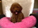 Mini boy puppy kıpkırmızı ev üretimi  TOOY POODLE 