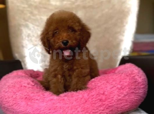 Mini Boy Puppy Kıpkırmızı Ev Üretimi  Tooy Poodle 