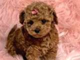 Mini boy puppy kıpkırmızı ev üretimi  TOOY POODLE 