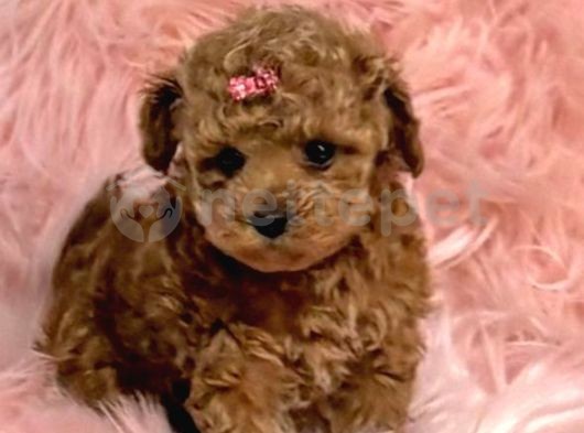 Mini Boy Puppy Kıpkırmızı Ev Üretimi  Tooy Poodle 