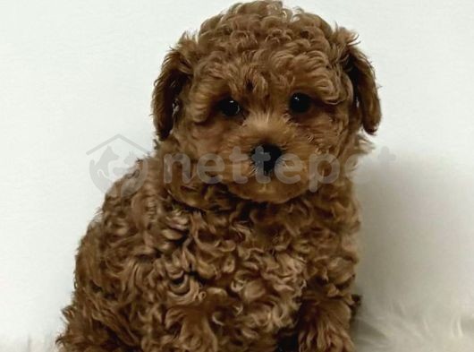 Mini Boy Puppy Kıpkırmızı Ev Üretimi  Tooy Poodle 