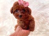 Mini boy puppy kıpkırmızı ev üretimi  TOOY POODLE 