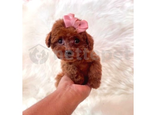 Mini Boy Puppy Kıpkırmızı Ev Üretimi  Tooy Poodle 