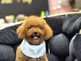 POODLE BEBEĞİMİZ YENİ AİLESİNİ BEKLİYOR