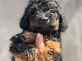 KORE NADİR RENK KUYRUKSUZ POODLE BEBEĞİMİZ