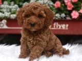 Mini boy puppy kıpkırmızı ev üretimi  TOOY POODLE 