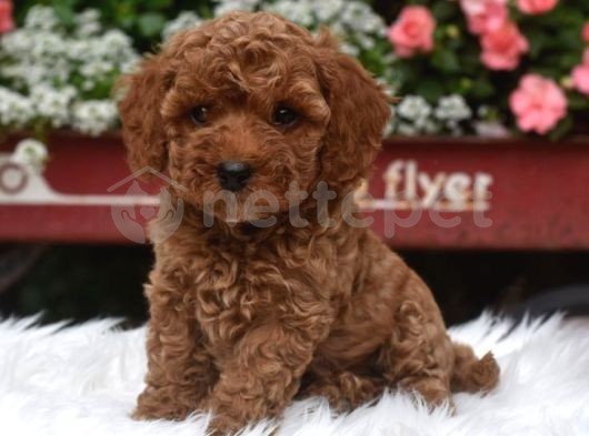 Mini Boy Puppy Kıpkırmızı Ev Üretimi  Tooy Poodle 