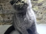 Scottish fold erkek bebek