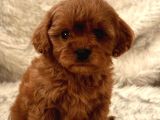 Mini boy puppy kıpkırmızı ev üretimi  TOOY POODLE 