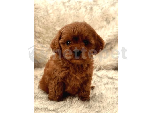 Mini Boy Puppy Kıpkırmızı Ev Üretimi  Tooy Poodle 