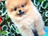 Pomerrian boo mini puppy boy 