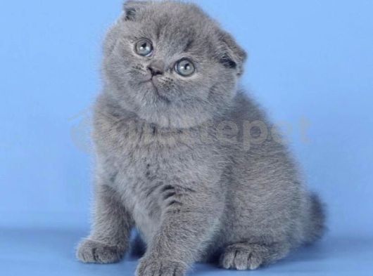 Kulaksız Gri Scottish Fold