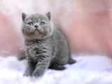 Yuvarlak Kafa Gri British Shorthair