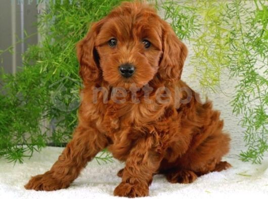 Mini Boy Puppy Kıpkırmızı Ev Üretimi  Tooy Poodle 