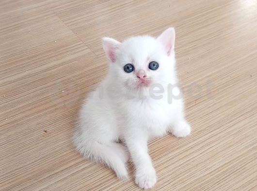 Muhteşem British Shorthair Yavrular 