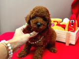 SAFKAN RED BROWN TOY POODLE BEBEKLER