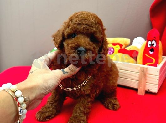 Safkan Red Brown Toy Poodle Bebekler