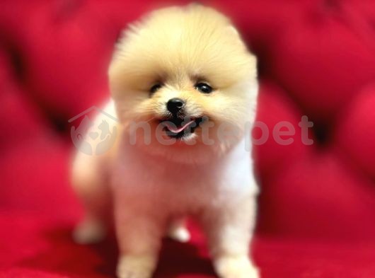 Pomerania Boo