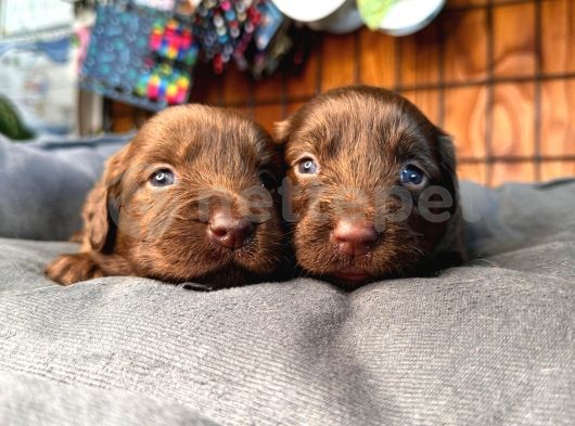 Çikolata Ve Siyah Labrador Retriever Yavrularımız