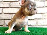 FRENCH BULLDOG Lİ̇LAK TAN YAVRULARIMIZ