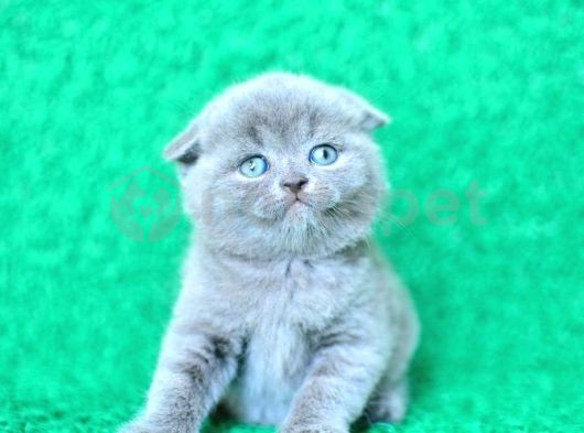 Mükemmel Gri Scottish Fold Shorthair