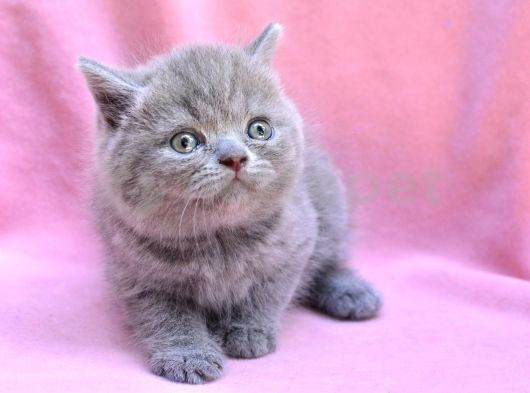 Yuvarlak Kafa Gri British Shorthair