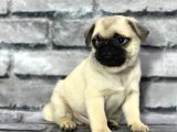 PUG YAVRULARIMIZ SEVGİ̇ DOLU YUVALARINI ARIYOR