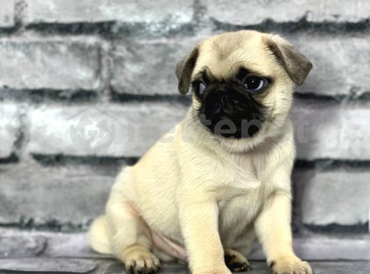 Pug Yavrularımız Sevgi̇ Dolu Yuvalarını Arıyor