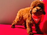 Red Brown Toy Poodle Yavrular 