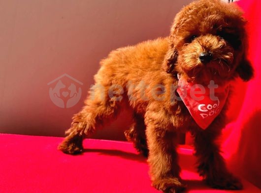 Red Brown Toy Poodle Yavrular 