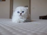 Secereli Mavi ve Yeşil Gözlü Scottish Fold ve Straight Yavrular