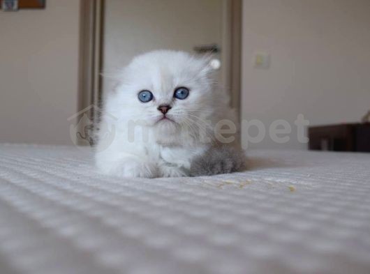 Secereli Mavi Ve Yeşil Gözlü Scottish Fold Ve Straight Yavrular