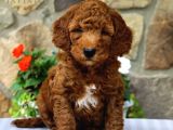 Mini boy puppy kıpkırmızı ev üretimi  TOOY POODLE 